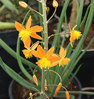 Bulbine Frutescens Orange