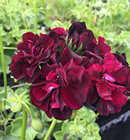 Dark Delight