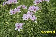 Crispum Variegatum