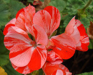 Mosaic Red