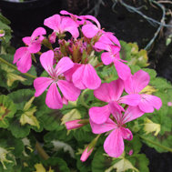 Pink Happy Thought