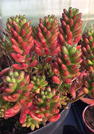 Sedum Rubrotinctum