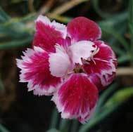 Summerfield Jo (2009)