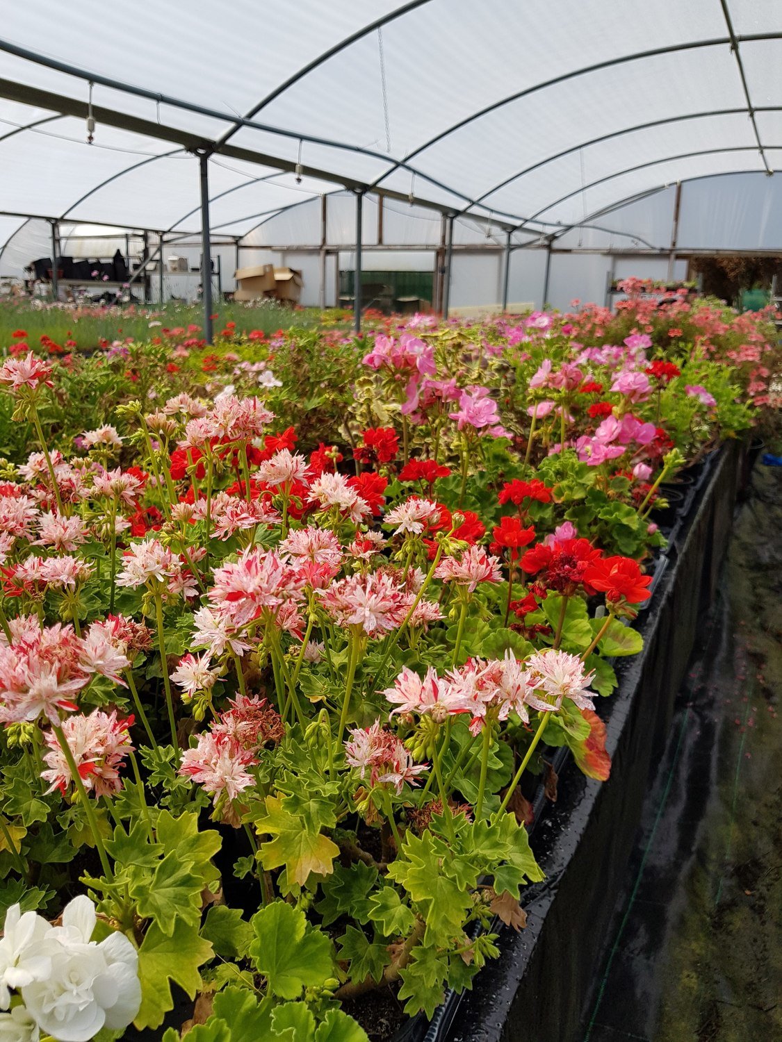 End Of Season Pelargonium Offer (10 plugs)