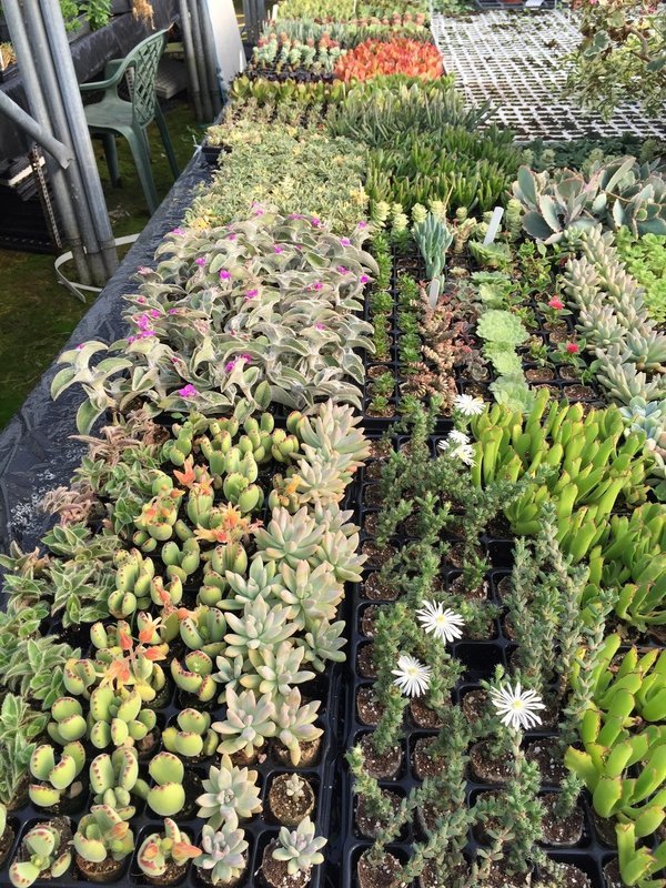 Succulent Pack (12 Plugs)