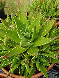 Aloe Mitriformis