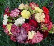Garden Carnation Collection (10 plants)