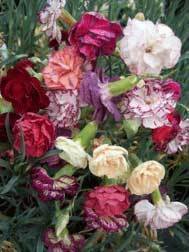 Garden Carnation Collection (5 plants)