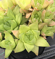 Haworthia Cymbiformis