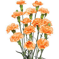 Orange Amelie