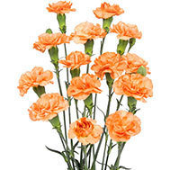 Orange Amelie