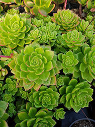 Echeveria Multicaulis