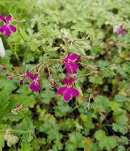 Deerwood Lavender Lad