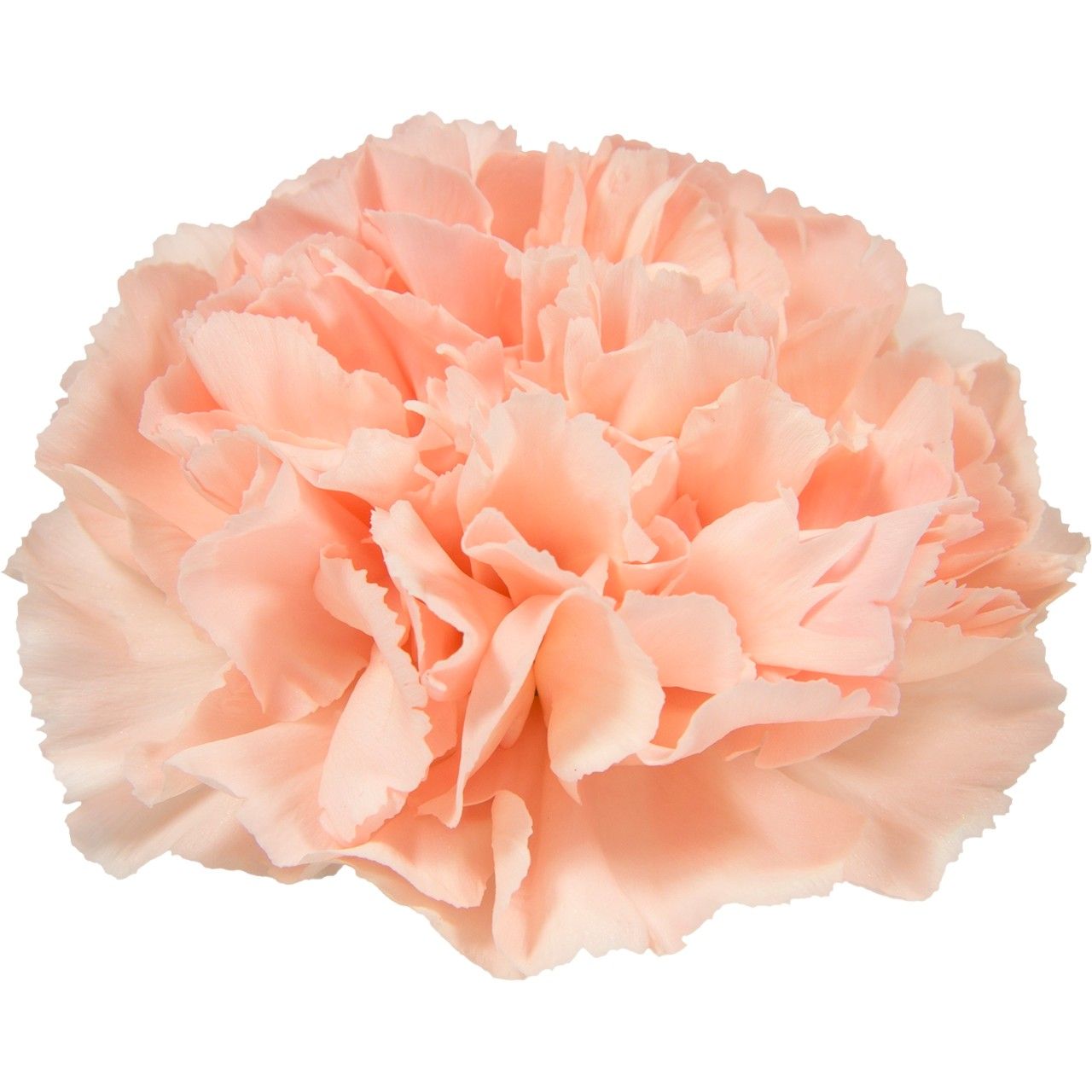 Novia - Re-listed for 2026.