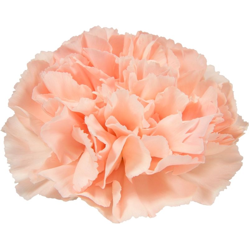 Novia - Re-listed for 2026.