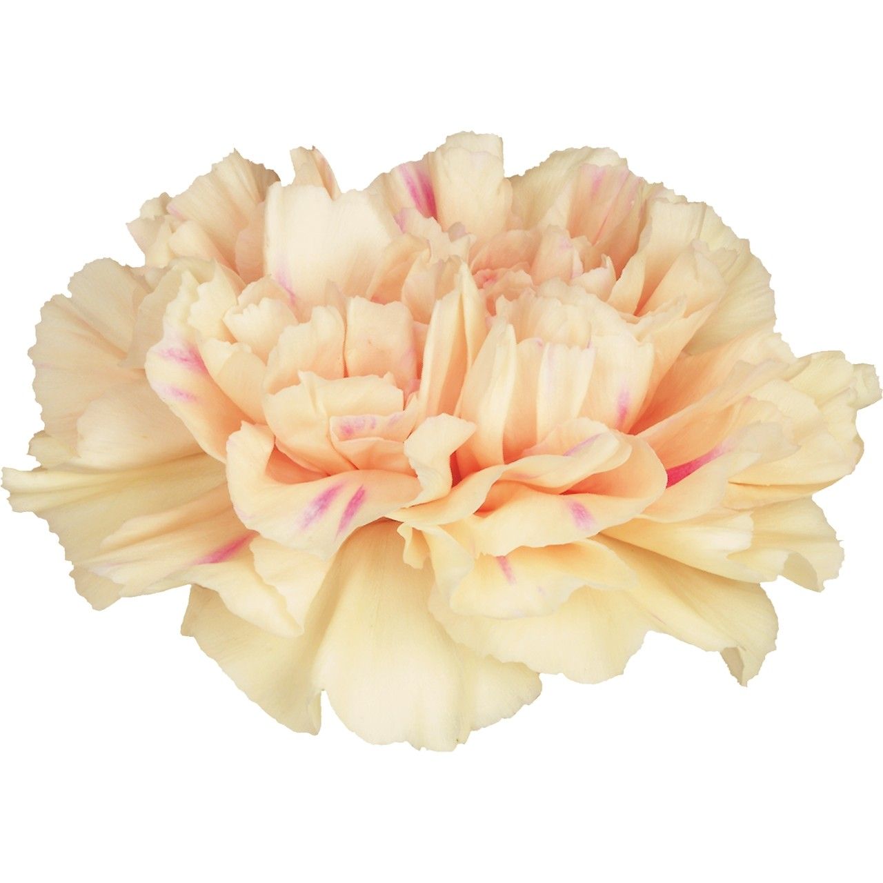 Apple Tea - RELISTED