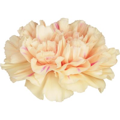 Apple Tea - RELISTED