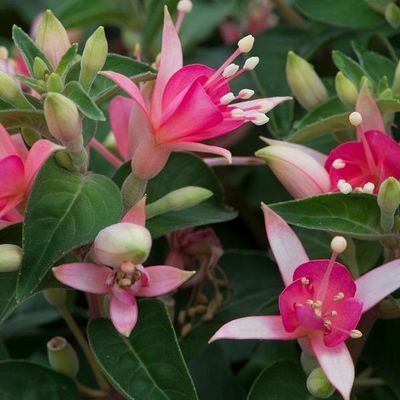 Waltz Jubilee (Bush)