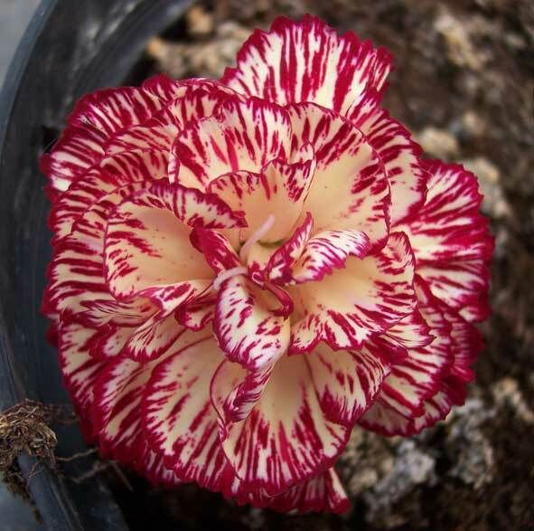 Border Carnation Collection (5 Plants)