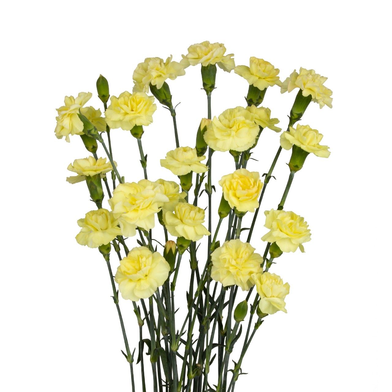 Yellow Amelie - New for 2026