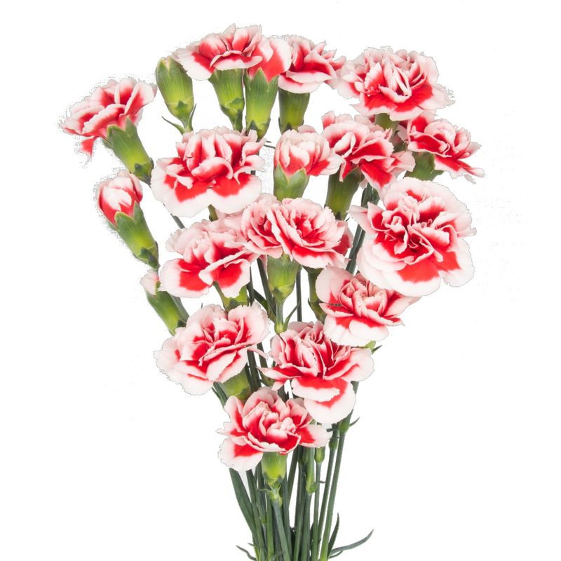 Swing - New for 2026!