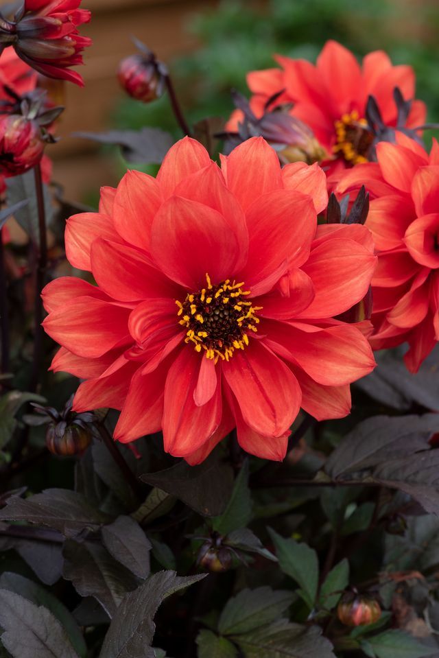 Dahlia Scarlet