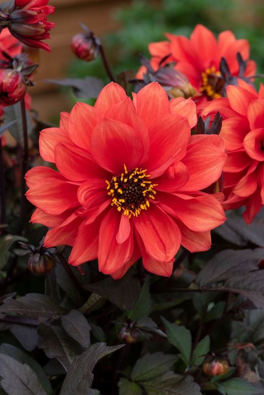 Dahlia Scarlet