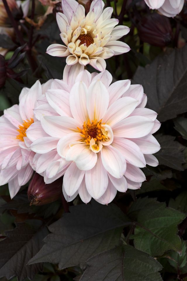 Dahlia Pearl