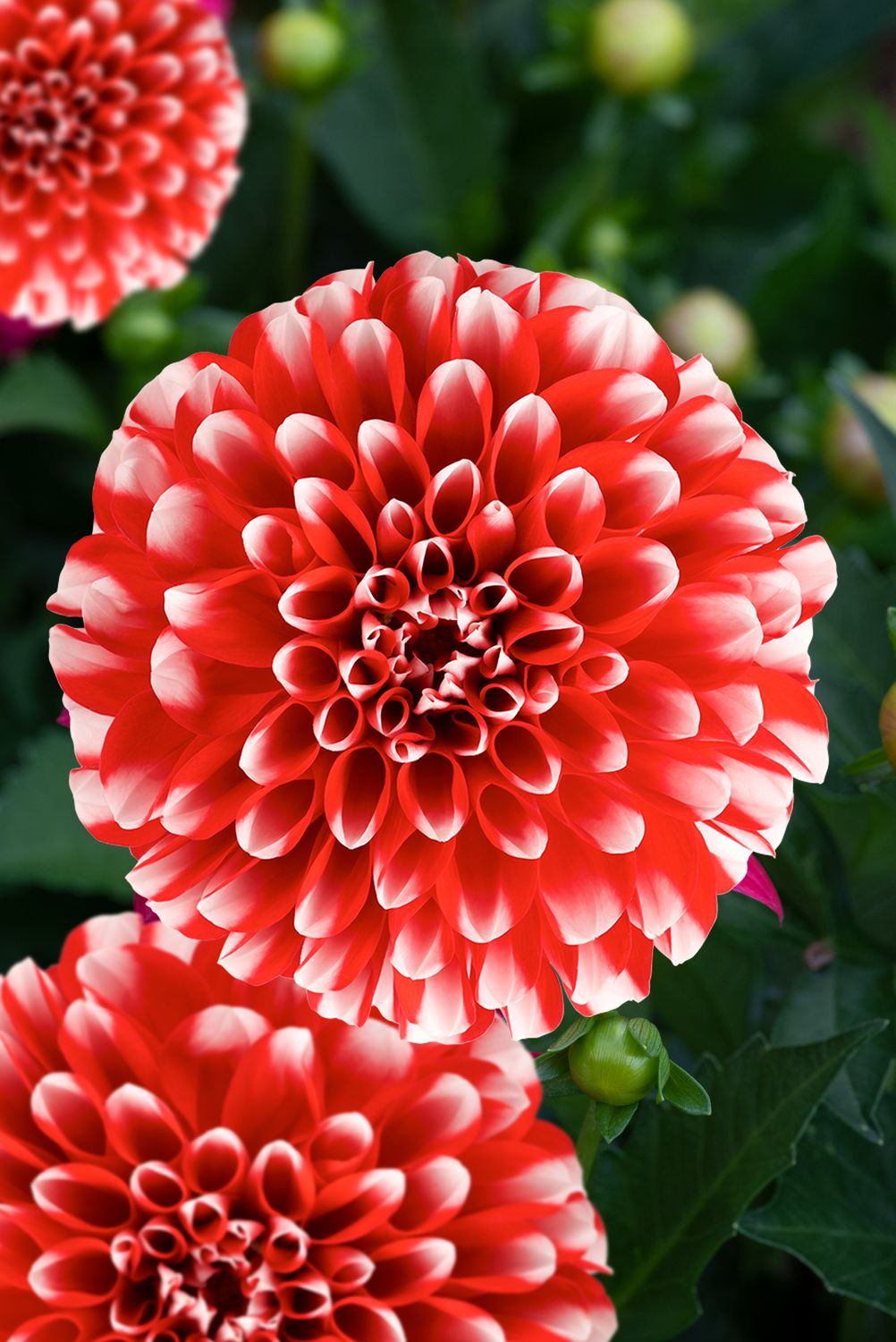 Dahlia Merida