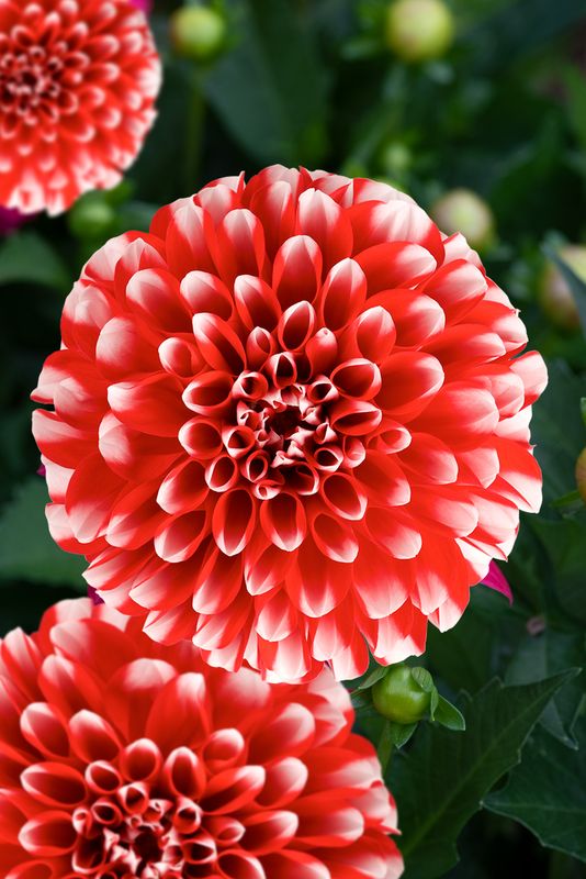 Dahlia Merida