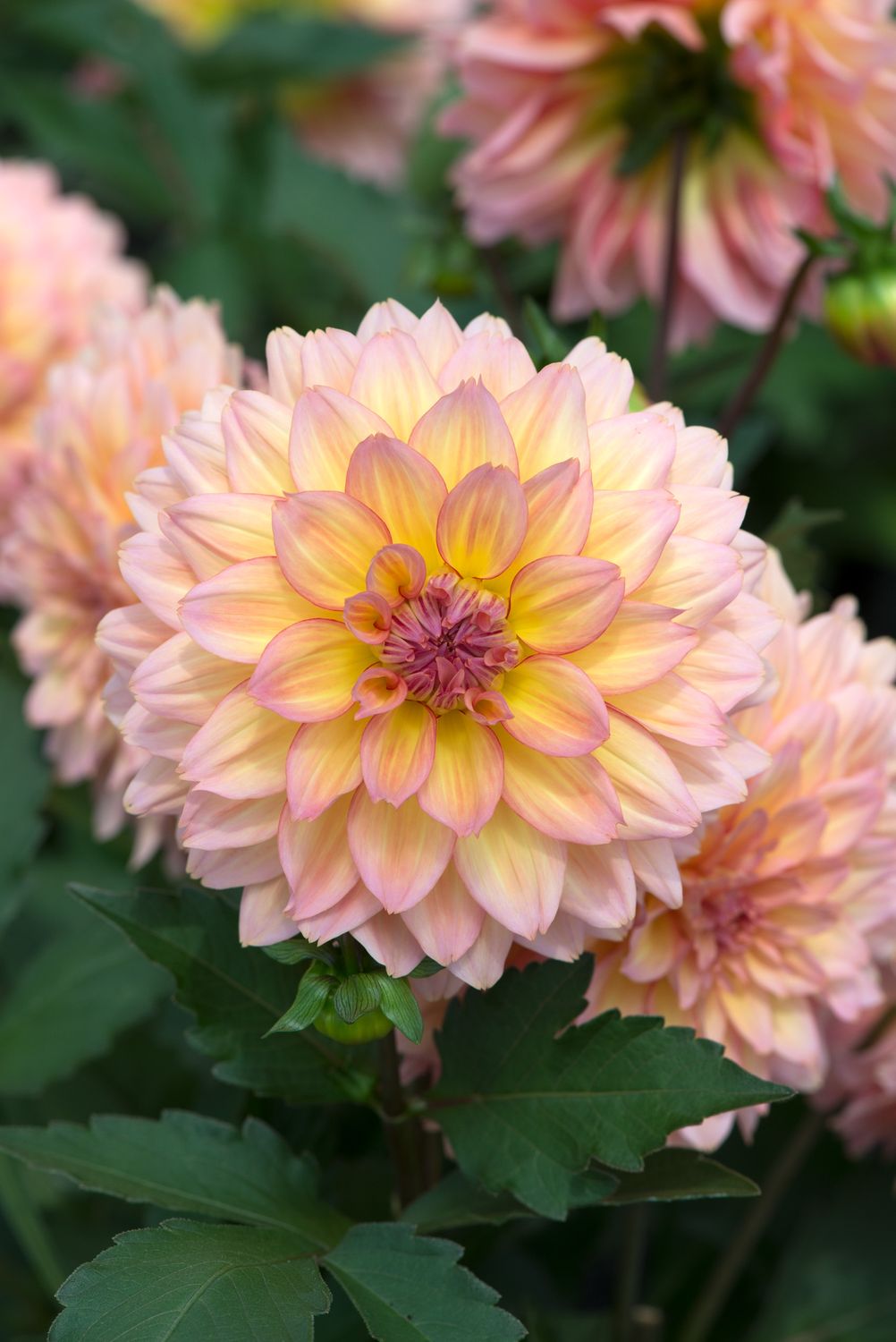 Dahlia Peach
