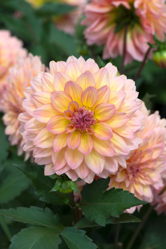 Dahlia Peach