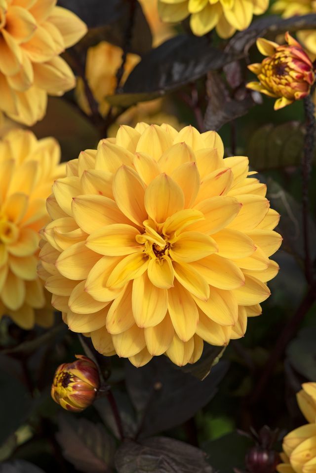Dahlia Golden