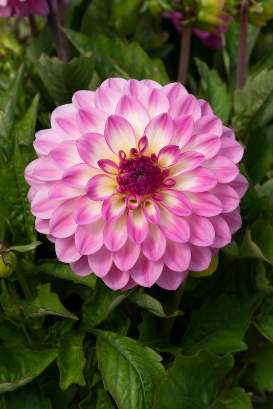 Dahlia Pink Blast