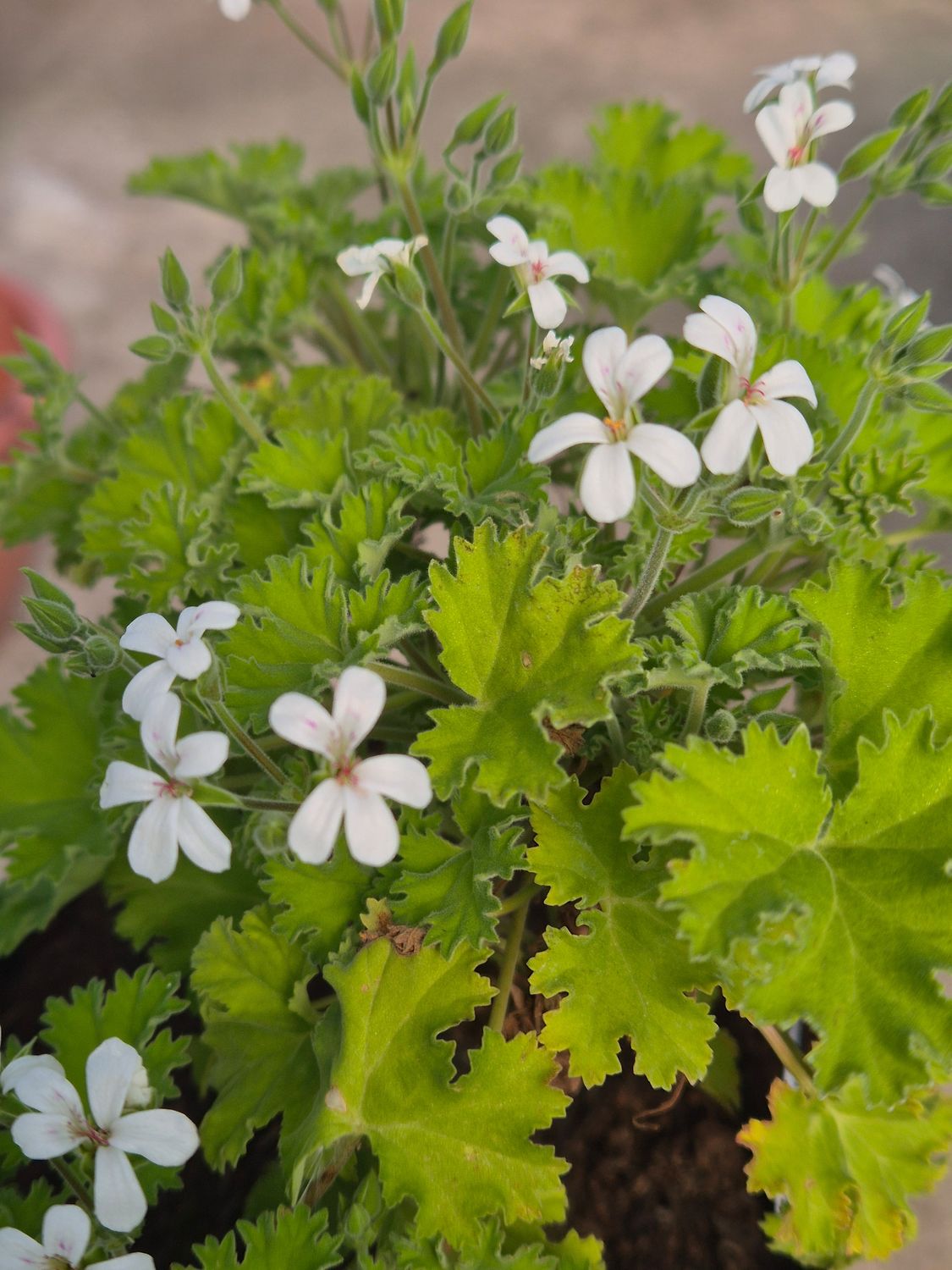 Olga Shipstone - Vanilla Scented (New for 2026)