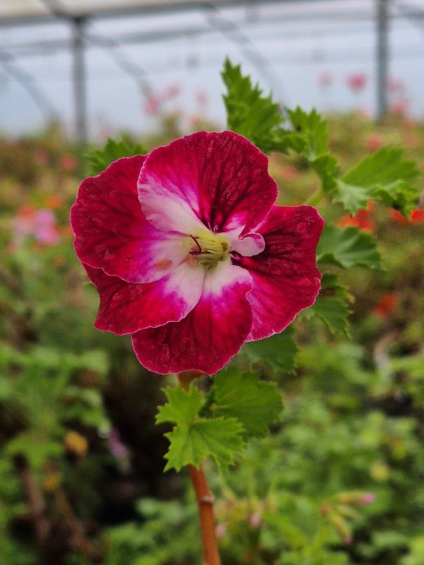 Our Gynette - New for 2026