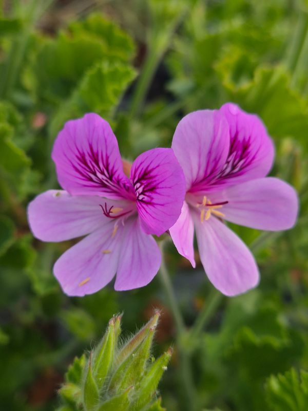 Cola Bottles (Also known as Torento) Relisted for 2026
