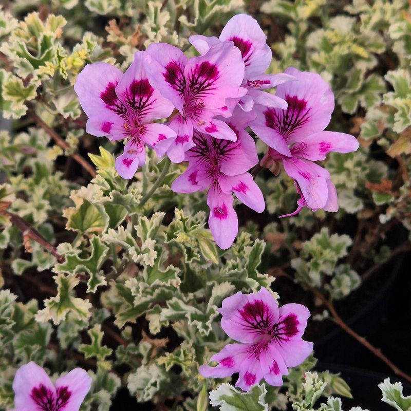 Ansbrook Beauty - Re-Listed for 2026