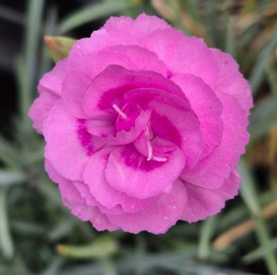 Summerfield Emma Louise (2000)