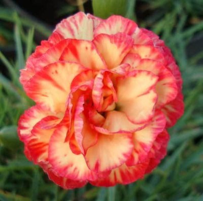 Summerfield Daniel (2009)