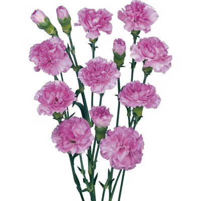 Wish - Relisted for 2026