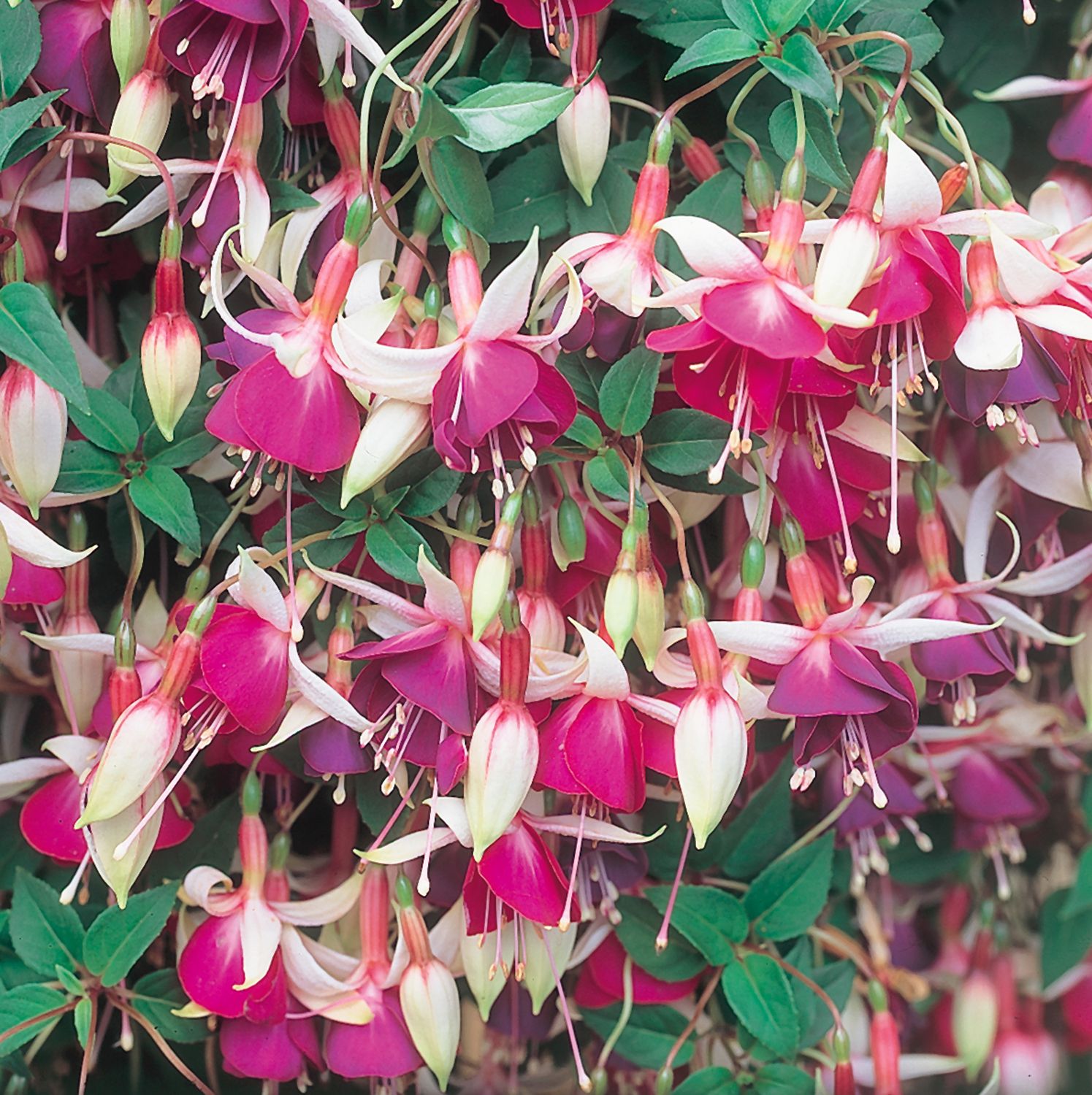 Auntie Jinks (Trailing)