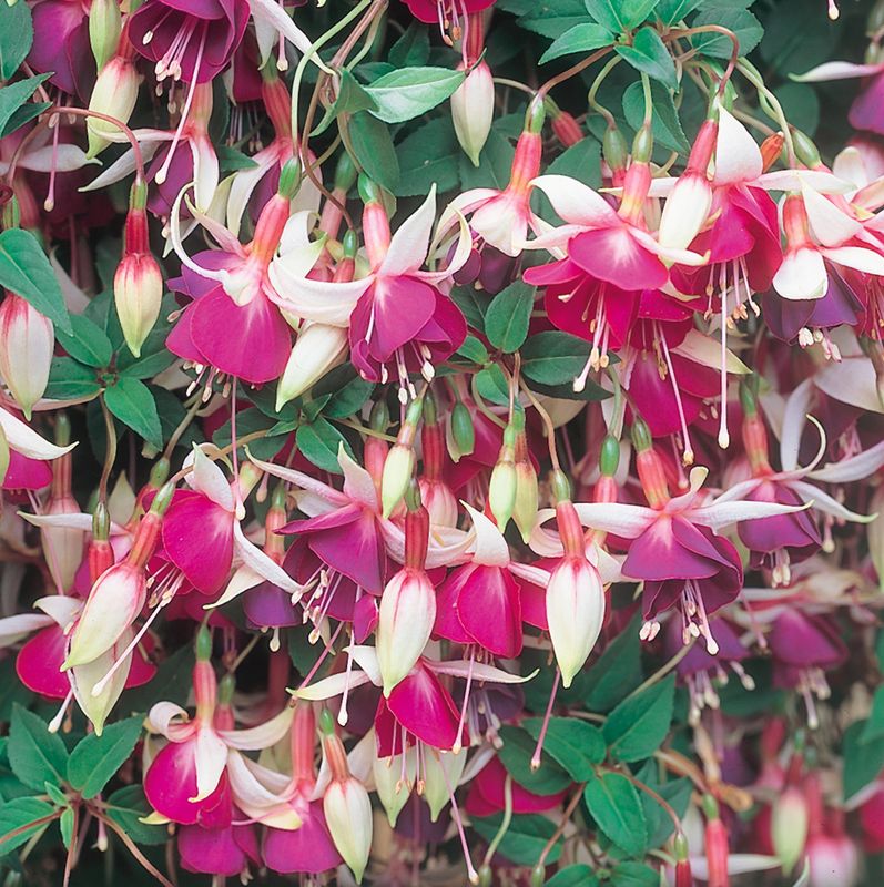 Auntie Jinks (Trailing)