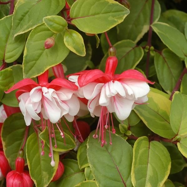 Swingtime (Trailing)