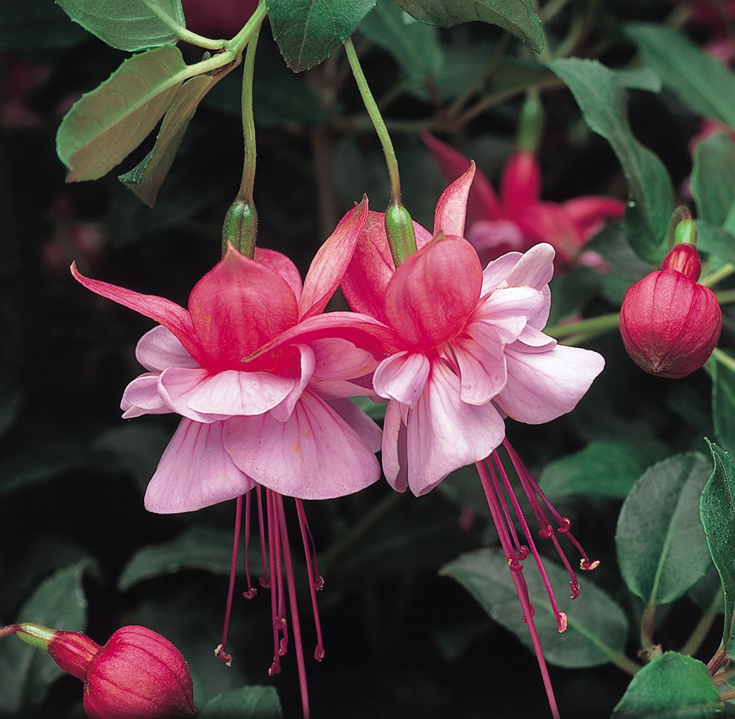 Heidi Ann (Bush) - RE-LISTED