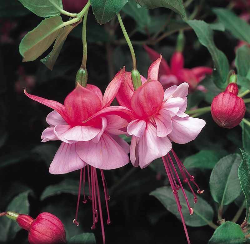 Heidi Ann (Bush) - RE-LISTED