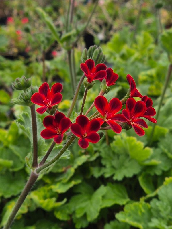 P. Ardens