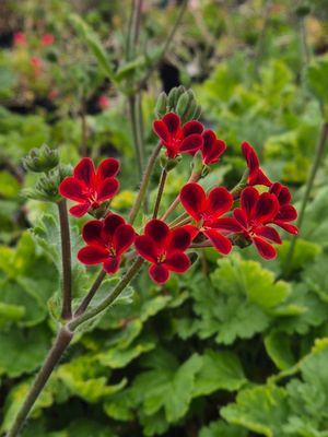 P. Ardens