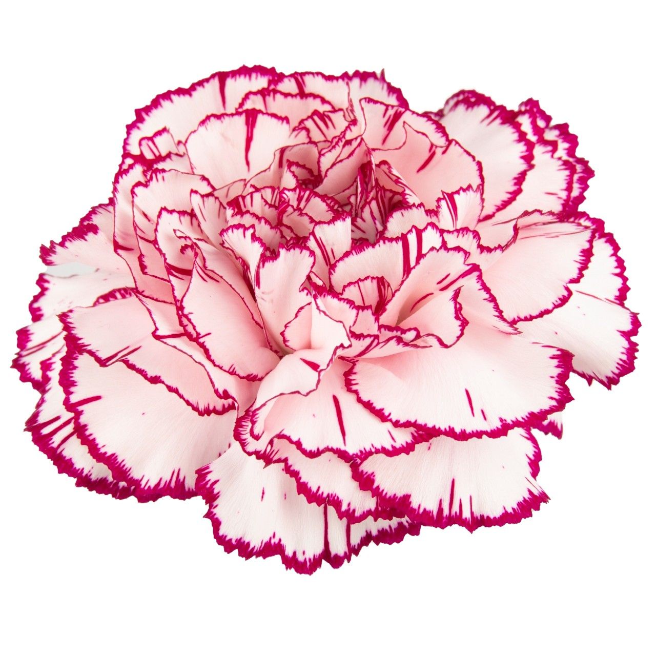 Damascus - BACK FOR 2024!