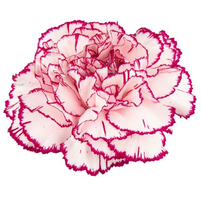 Damascus - BACK FOR 2024!